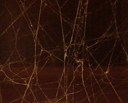 Seamless Spiderweb Seamless Spiderweb